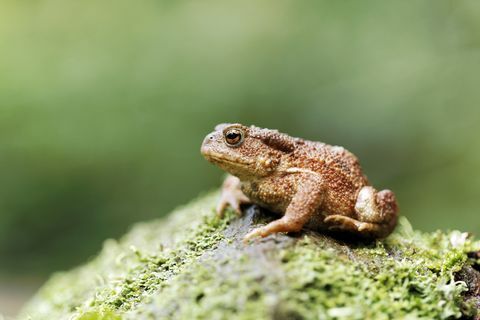 Erdkröte, Bufo bufo, einzelne Kröte auf Baumstamm, Warwickshire