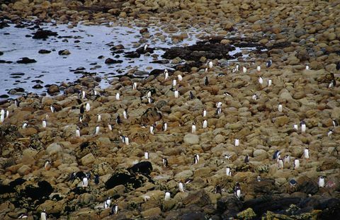 Eselspinguine (Pygoscelis Papua) am Kap Tamar.