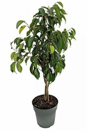 Geflochtener Ficusbaum, 6 "Topf