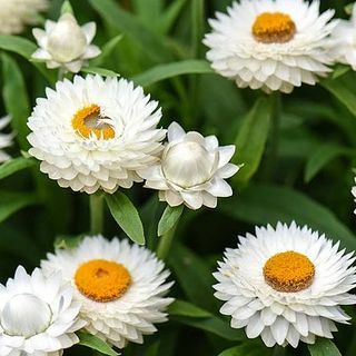 Xerochrysum Bracteatum, Strohblume