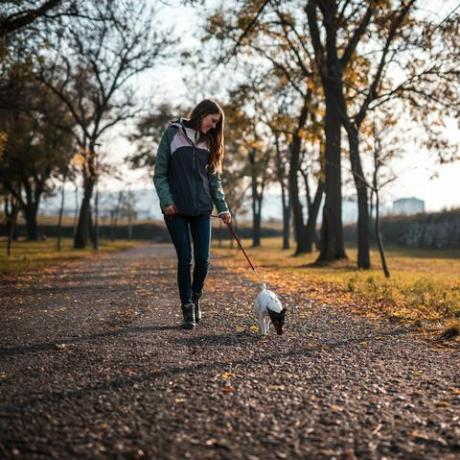 junge Frau, die bei Sonnenuntergang mit Jack-Rusell-Terrier im öffentlichen Park spazieren geht