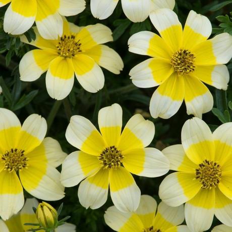 Bidens 'Goldenes Auge verbessert'