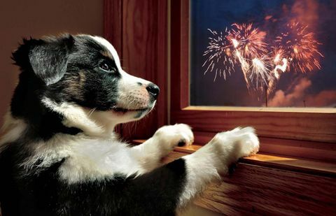 Hund am Fenster in der Bonfire Night