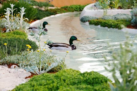 Enten schwimmen auf dem Wasserspiel im Dubai Majlis Garden bei der RHS Chelsea Flower Show in London, Dienstag, 21. Mai 2019.