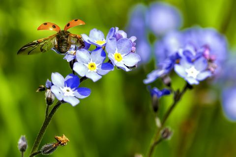 Marienkäfer thront auf einer Blume in einem Garten