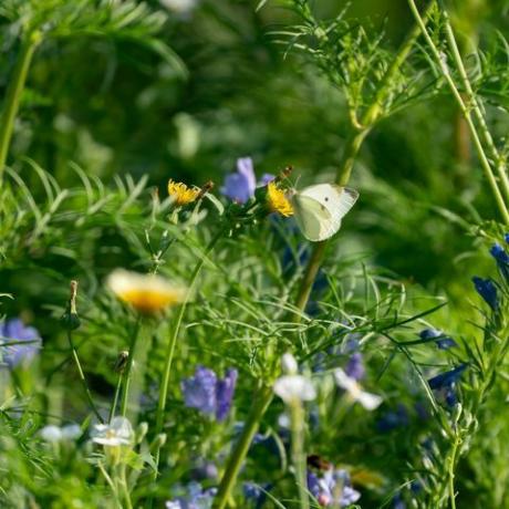 den Gartenrasen zu mähen oder nicht zu mähen