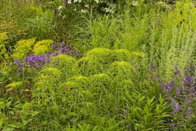 RhS-Garten für eine grüne Zukunft, entworfen von Jamie Butterworth, Hampton Court Palace Garden Festival 2021