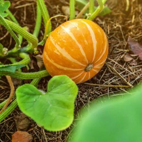 großer orangefarbener Kürbis wächst auf dem Bett im Garten, ernten Bio-Gemüse Herbst Herbst Blick auf gesundes Essen im Landhausstil Vegan vegetarisches Baby-Diätkonzept lokaler Garten produziert sauberes Essen