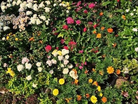 Frische Blumen und Pflanzen im Garten