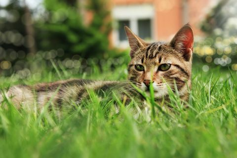 Sitzende Katze