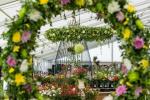 Tatton Park Flower Show 2019: Regenbogen mit 5.000 ausgestellten Dahlien