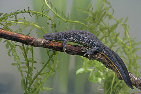 Haubenmolch, Triturus cristatus