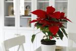 Weihnachtssternpflege: Alles, was Sie über die Weihnachtsblume wissen sollten