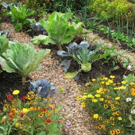 Garten mit Blumen und Gemüse