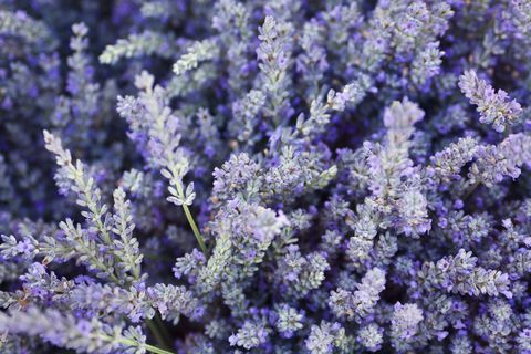 Purpurrote Lavendel-Blumen-Kraut-und Gewürz-Hintergrund-Beschaffenheit