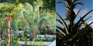 RHS Wisley Garden - Exotischer Garten