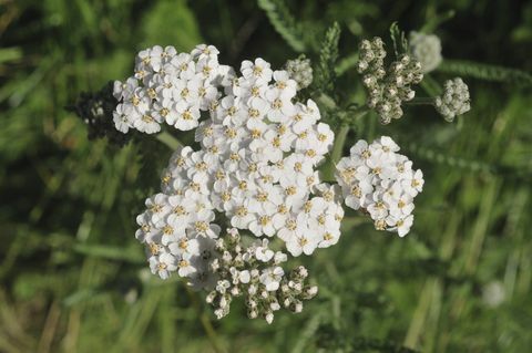 Blume der Schafgarbe (Achillea Millefolium)