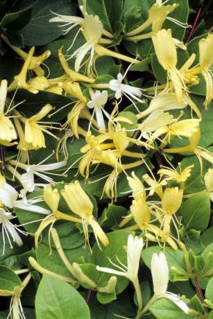 Lonicera japonica 'Halliana', japanisches Geißblatt, weiße und gelbe duftende Blüten