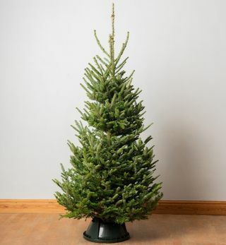 7ft Premium Cut echter Weihnachtsbaum | Fraser-Tanne