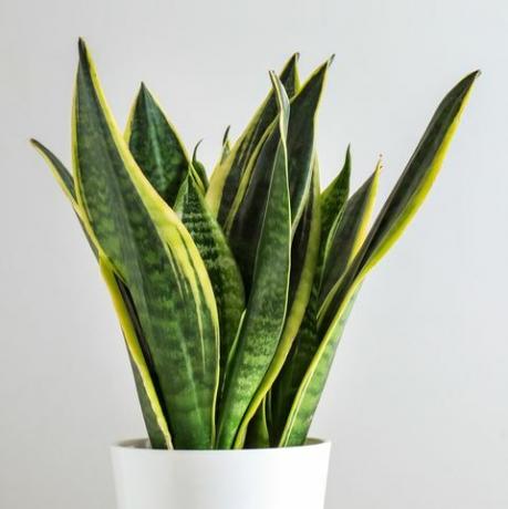 Sansevieria Pflanze im Topf auf weißem Tisch