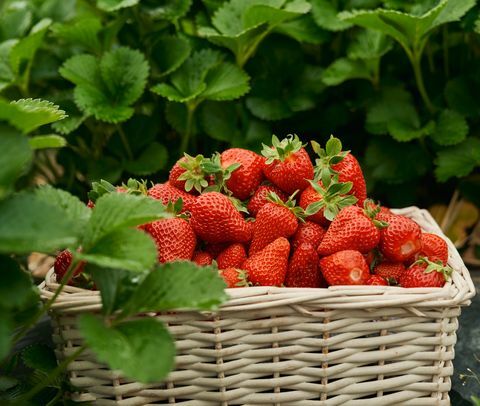 Gartenjobs für Juni Erdbeeren ernten