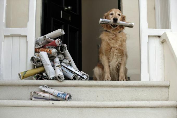 Golden Retriever Hund sitzt an der Haustür und hält Zeitung in der Hand