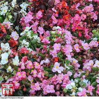 Begonia semperflorens 'Lotto gemischt'
