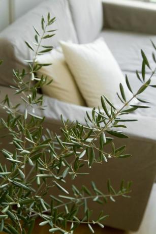 Olivenpflanze und Sofa