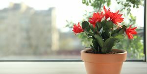 Wunderschöne blühende Schlumbergera-Pflanze, Weihnachts- oder Thanksgiving-Kaktus im Topf auf der Fensterbank, Platz für Text