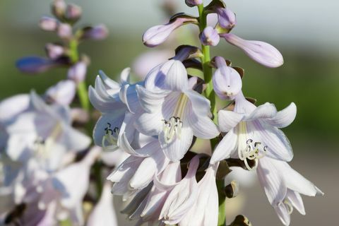 Mary Berry Gartentipps