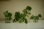 Der ultimative Pflege- und Wachstumsleitfaden für Philodendron-Pflanzen
