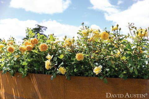 David Austin, Rainbow of Roses Installation, RHS Hampton Court Palace Flower Show, Juli 2021