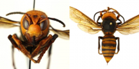 Was ist eine asiatische Riesenhornisse? "Murder Hornet" in den USA entdeckt