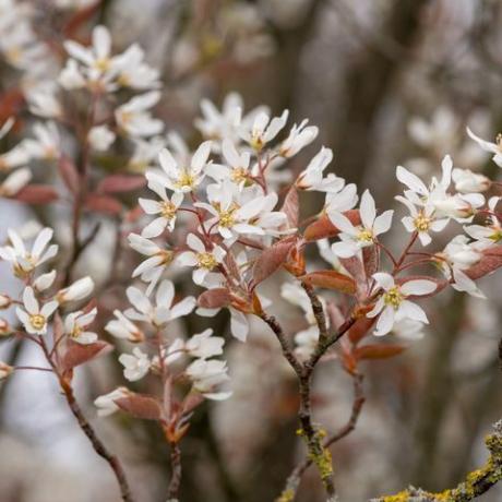 Nahaufnahme von glatten Serviceberry Amelanchier Laevis Blumen in voller Blüte