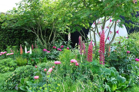 üppige, lebendige, rosa Blüten von Lupinen und Pfingstrosen in einem Schaugarten auf der Chelsea Howerultural Society Chelsea Flower Show 2017