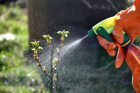 Prozess der Bewässerung und Düngung der Gartenpflanzen im Frühjahr