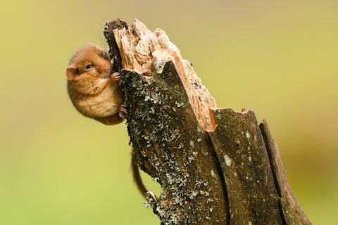 Haselmaus / Muscardinus avellanarius