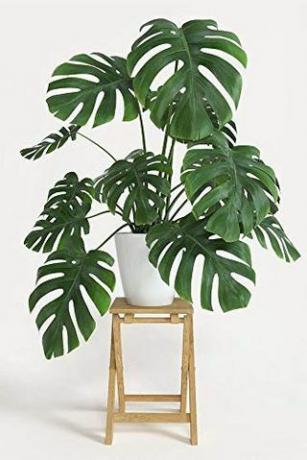 Monstera Deliciosa, 3 Gallonen