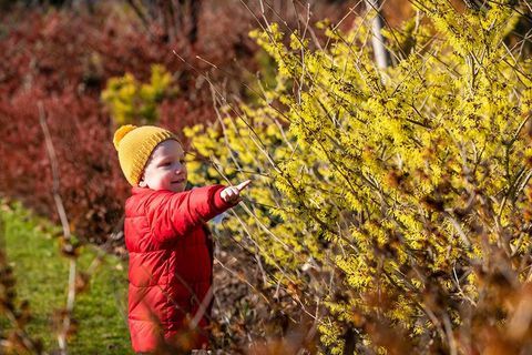 Bewundern Sie die Hamamelis bei RHS Wisley