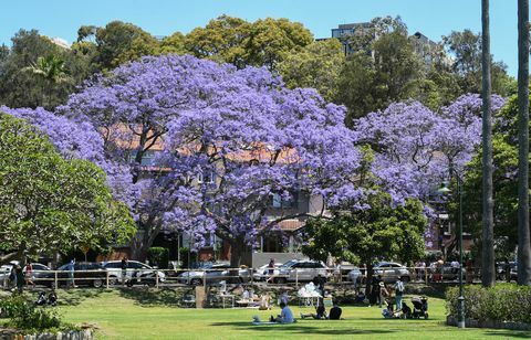 Touristen strömen zu den Sydney-Vororten, um Jacaranda-Bäume in voller Blüte zu sehen