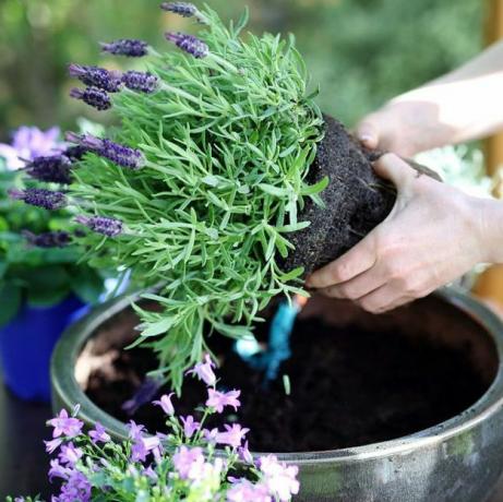 Container Gartenarbeit