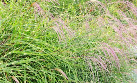 Miscanthus sinensis Flamngo Gras