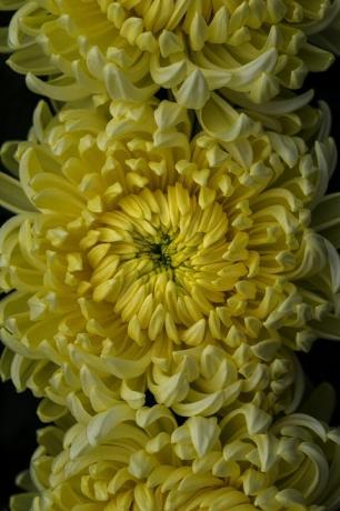 Chrysantheme 'American Beauty' Gelb. Chrysanthemen Direkt.