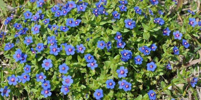 Die schöne Anagallis Arvensis-Blume im Garten