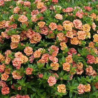 Calibrachoa 'Can-can Double Apricot (Can-can-Serie)'