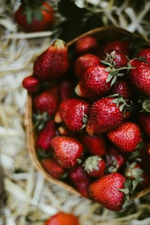 Frisch geerntete Erdbeeren.