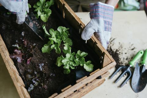 Person, die Kopfsalat in einer Holzkiste pflanzt