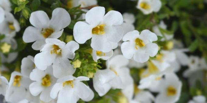 Zier-Bacopa-Blüten, lateinischer Name Chaenostoma Cordatum