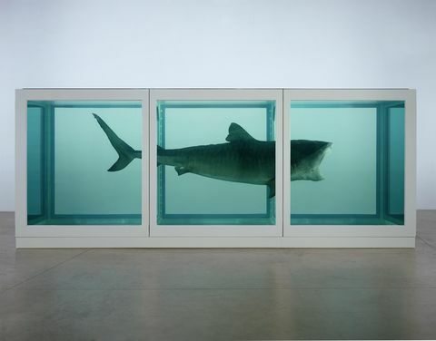 Damien Hirst Haifoto