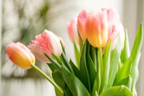 Geschossen von den Tulpen, die zu Hause gegen Fenster stehen